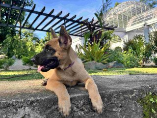 Belgian Malinois 4 months old Philippines